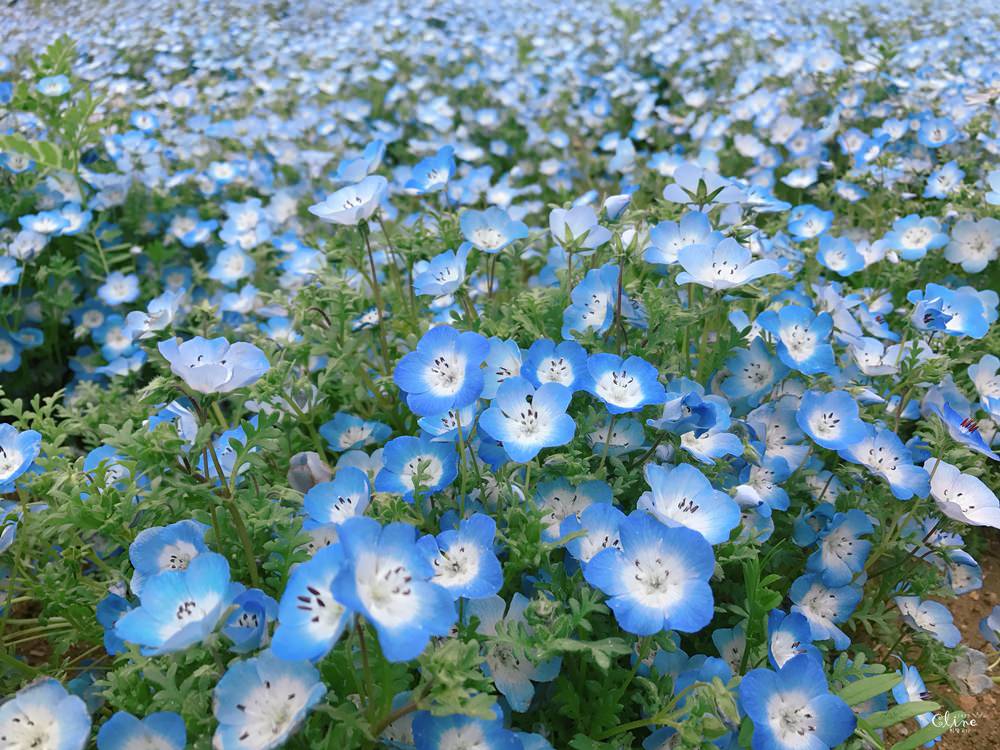 ▌東京賞花一日遊▌一次蒐集【足利公園紫藤花 x 日立海濱公園粉蝶花】此生必看一次夢幻景點