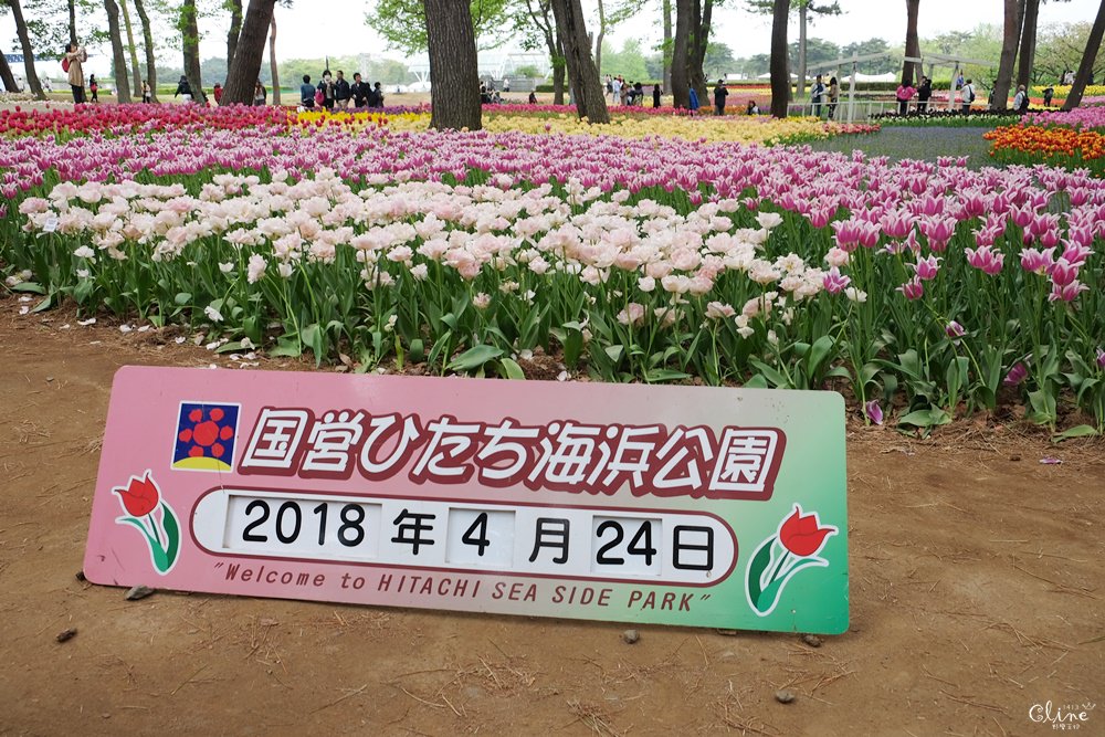 東京賞花一日遊 一次蒐集 足利公園紫藤花x 日立海濱公園粉蝶花 此生必看一次夢幻景點 野蠻王妃愛漂亮