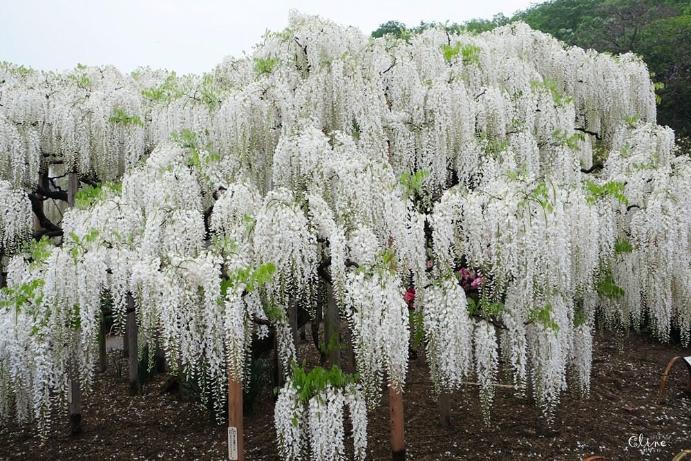 ▌東京賞花一日遊▌一次蒐集【足利公園紫藤花 x 日立海濱公園粉蝶花】此生必看一次夢幻景點