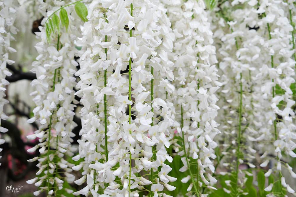 ▌東京賞花一日遊▌一次蒐集【足利公園紫藤花 x 日立海濱公園粉蝶花】此生必看一次夢幻景點