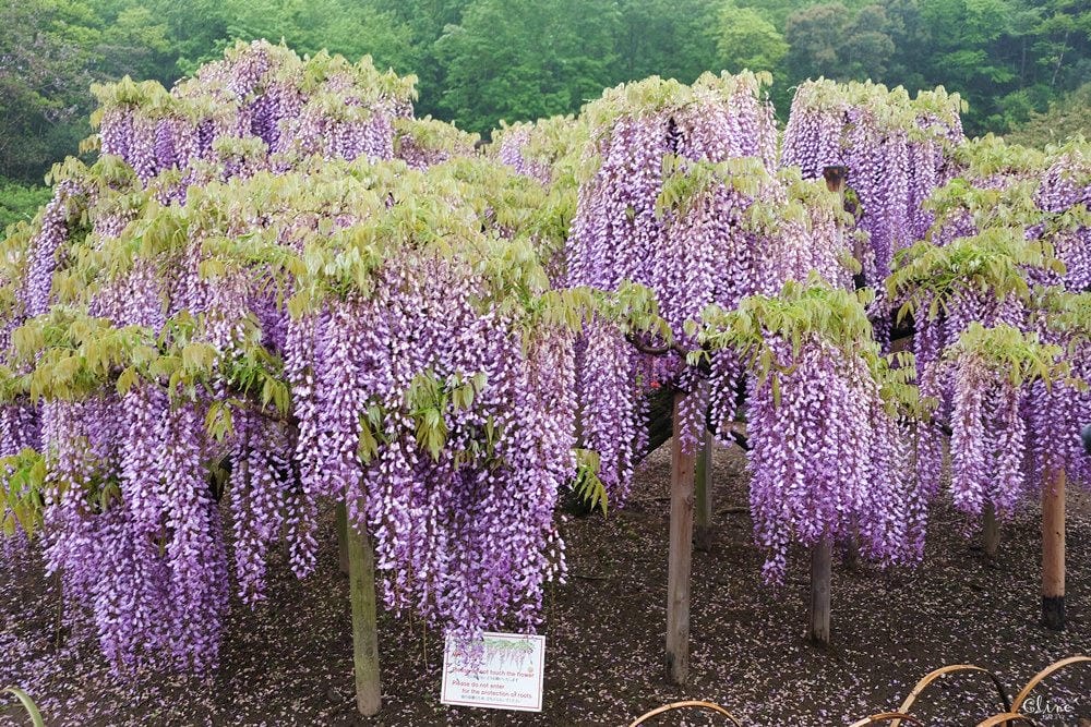 ▌東京賞花一日遊▌一次蒐集【足利公園紫藤花 x 日立海濱公園粉蝶花】此生必看一次夢幻景點