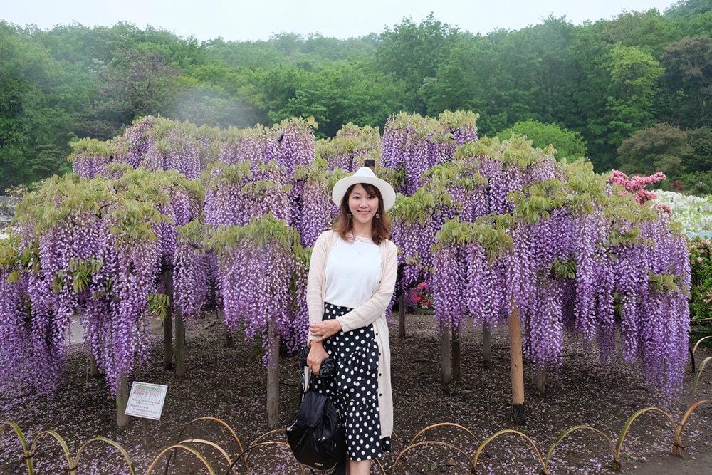 ▌東京賞花一日遊▌一次蒐集【足利公園紫藤花 x 日立海濱公園粉蝶花】此生必看一次夢幻景點