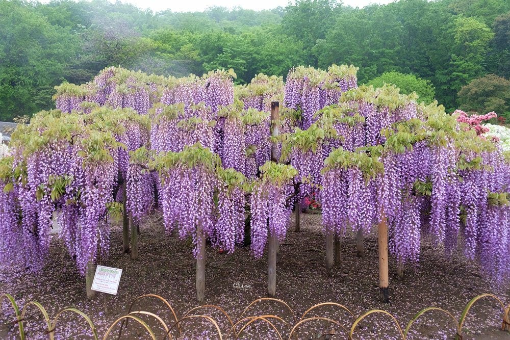 ▌東京賞花一日遊▌一次蒐集【足利公園紫藤花 x 日立海濱公園粉蝶花】此生必看一次夢幻景點
