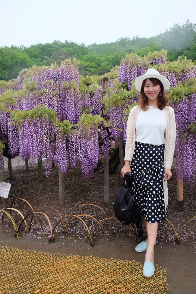 ▌東京賞花一日遊▌一次蒐集【足利公園紫藤花 x 日立海濱公園粉蝶花】此生必看一次夢幻景點