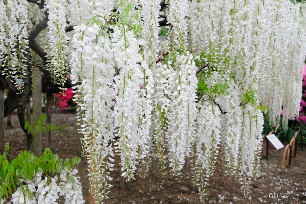 ▌東京賞花一日遊▌一次蒐集【足利公園紫藤花 x 日立海濱公園粉蝶花】此生必看一次夢幻景點