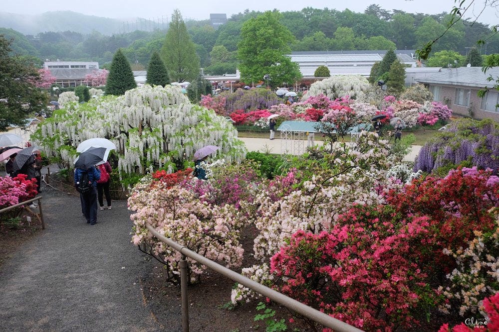 ▌東京賞花一日遊▌一次蒐集【足利公園紫藤花 x 日立海濱公園粉蝶花】此生必看一次夢幻景點