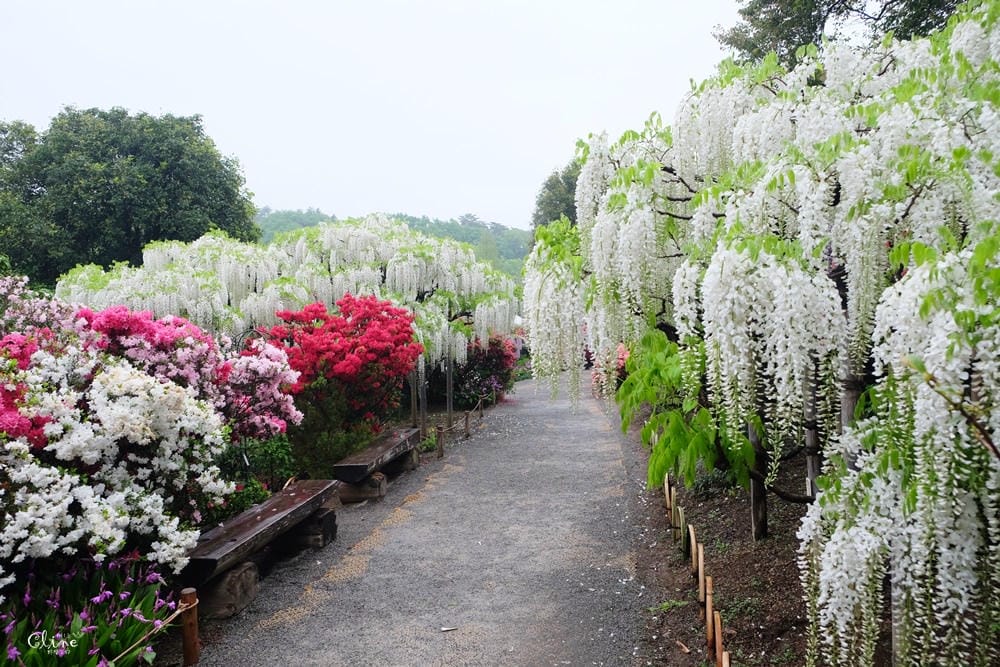 ▌東京賞花一日遊▌一次蒐集【足利公園紫藤花 x 日立海濱公園粉蝶花】此生必看一次夢幻景點