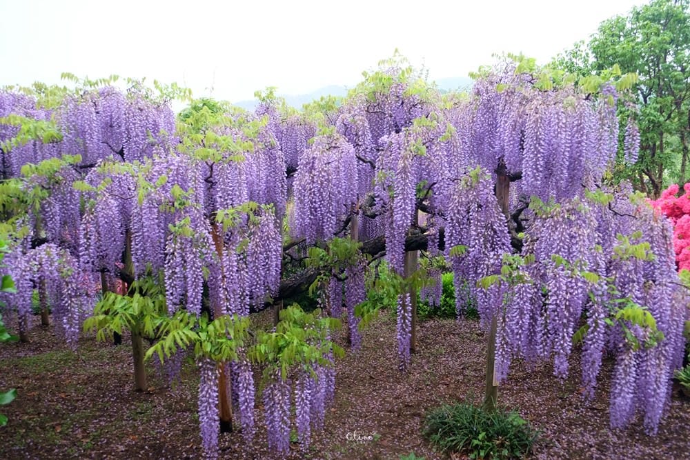 ▌東京賞花一日遊▌一次蒐集【足利公園紫藤花 x 日立海濱公園粉蝶花】此生必看一次夢幻景點