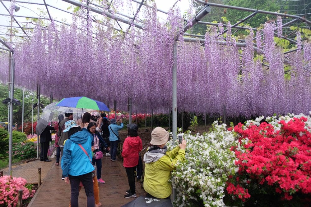 ▌東京賞花一日遊▌一次蒐集【足利公園紫藤花 x 日立海濱公園粉蝶花】此生必看一次夢幻景點