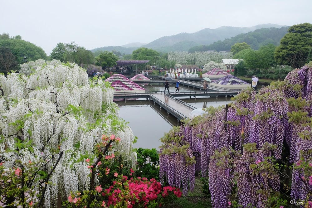 ▌東京賞花一日遊▌一次蒐集【足利公園紫藤花 x 日立海濱公園粉蝶花】此生必看一次夢幻景點