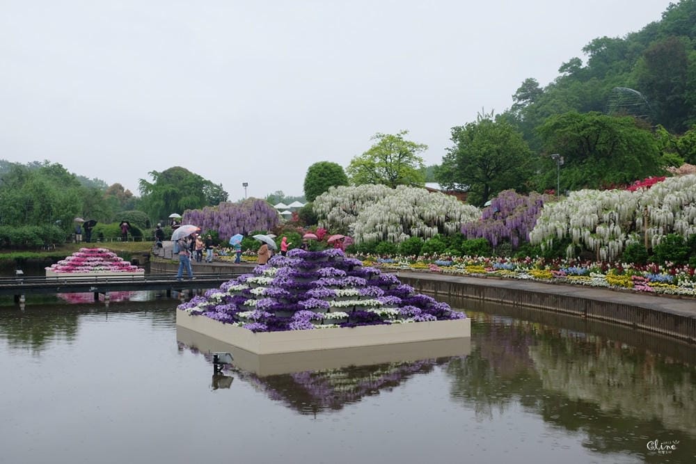 ▌東京賞花一日遊▌一次蒐集【足利公園紫藤花 x 日立海濱公園粉蝶花】此生必看一次夢幻景點