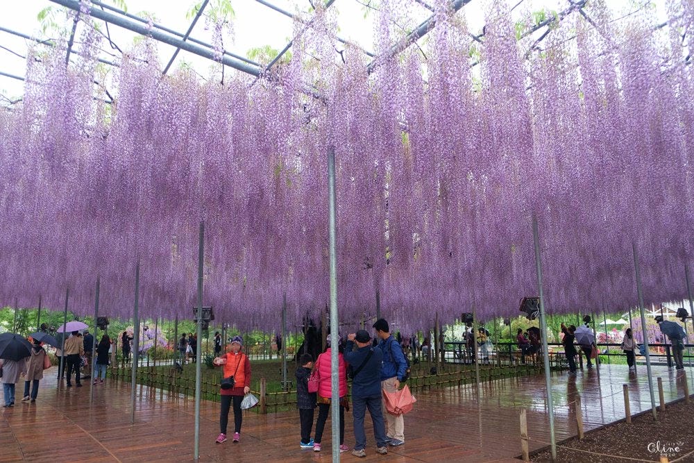 ▌東京賞花一日遊▌一次蒐集【足利公園紫藤花 x 日立海濱公園粉蝶花】此生必看一次夢幻景點