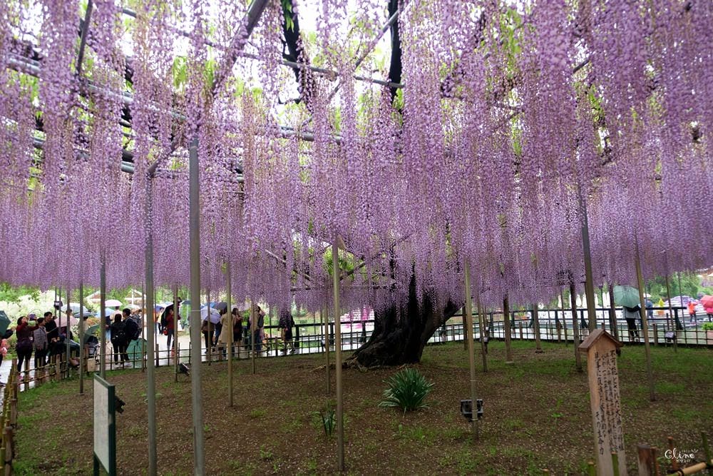 ▌東京賞花一日遊▌一次蒐集【足利公園紫藤花 x 日立海濱公園粉蝶花】此生必看一次夢幻景點