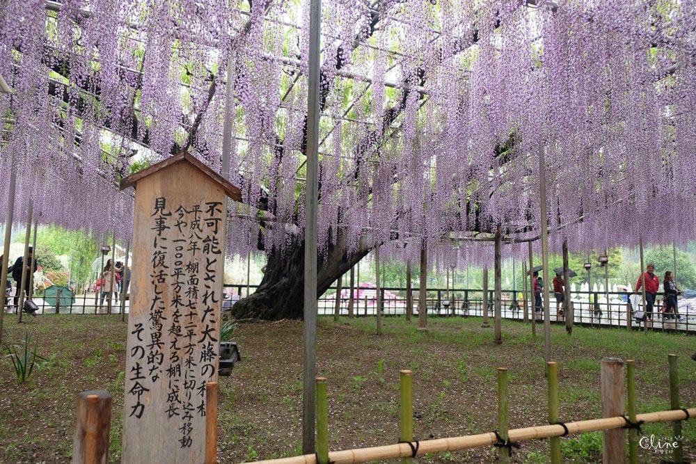 ▌東京賞花一日遊▌一次蒐集【足利公園紫藤花 x 日立海濱公園粉蝶花】此生必看一次夢幻景點