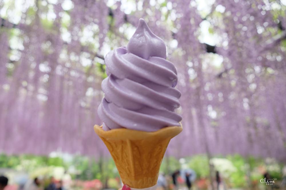 ▌東京賞花一日遊▌一次蒐集【足利公園紫藤花 x 日立海濱公園粉蝶花】此生必看一次夢幻景點