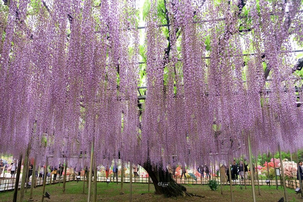 ▌東京賞花一日遊▌一次蒐集【足利公園紫藤花 x 日立海濱公園粉蝶花】此生必看一次夢幻景點