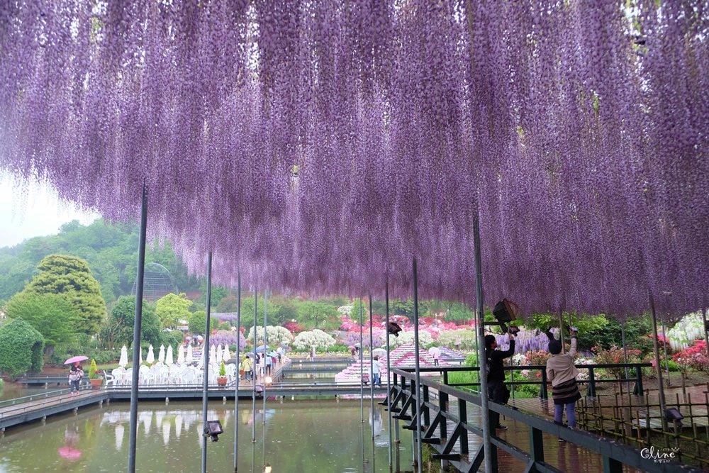 ▌東京賞花一日遊▌一次蒐集【足利公園紫藤花 x 日立海濱公園粉蝶花】此生必看一次夢幻景點