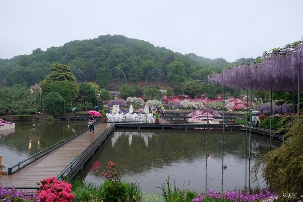 ▌東京賞花一日遊▌一次蒐集【足利公園紫藤花 x 日立海濱公園粉蝶花】此生必看一次夢幻景點