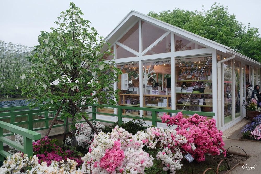 ▌東京賞花一日遊▌一次蒐集【足利公園紫藤花 x 日立海濱公園粉蝶花】此生必看一次夢幻景點