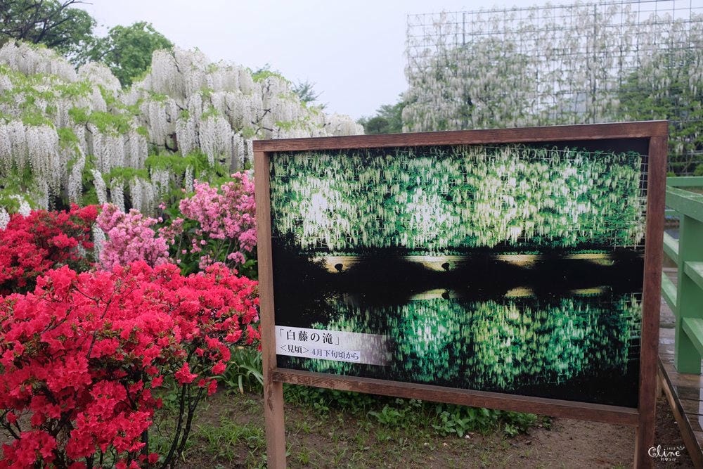 ▌東京賞花一日遊▌一次蒐集【足利公園紫藤花 x 日立海濱公園粉蝶花】此生必看一次夢幻景點