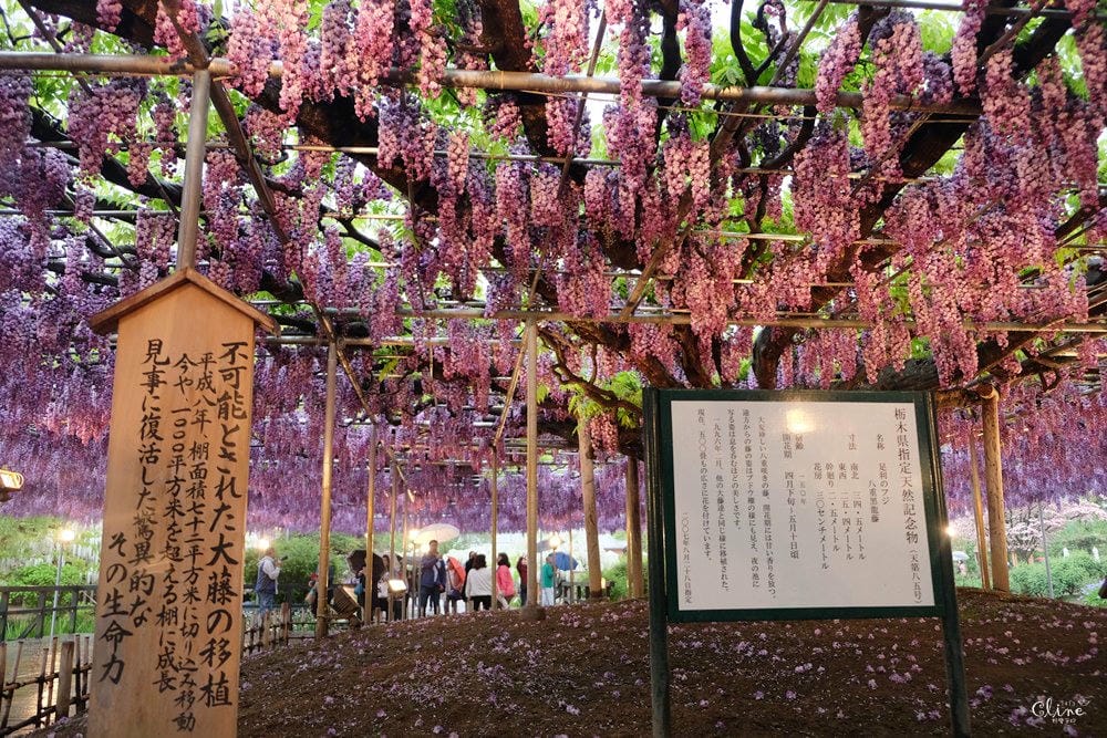 ▌東京賞花一日遊▌一次蒐集【足利公園紫藤花 x 日立海濱公園粉蝶花】此生必看一次夢幻景點