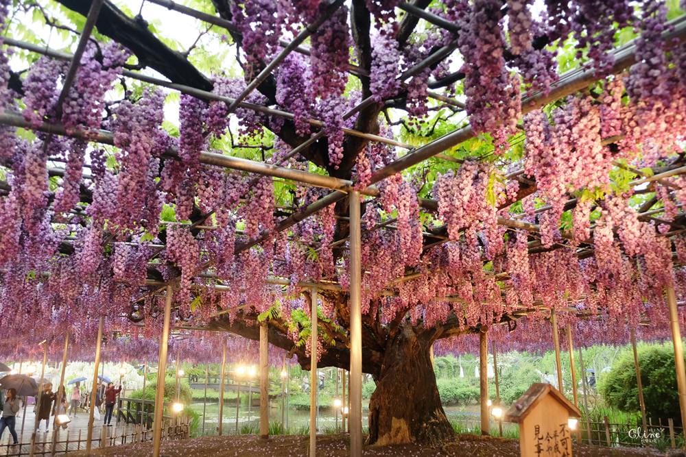 ▌東京賞花一日遊▌一次蒐集【足利公園紫藤花 x 日立海濱公園粉蝶花】此生必看一次夢幻景點