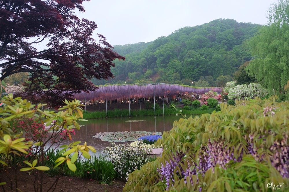 ▌東京賞花一日遊▌一次蒐集【足利公園紫藤花 x 日立海濱公園粉蝶花】此生必看一次夢幻景點