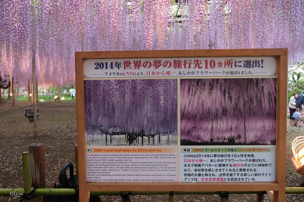 ▌東京賞花一日遊▌一次蒐集【足利公園紫藤花 x 日立海濱公園粉蝶花】此生必看一次夢幻景點