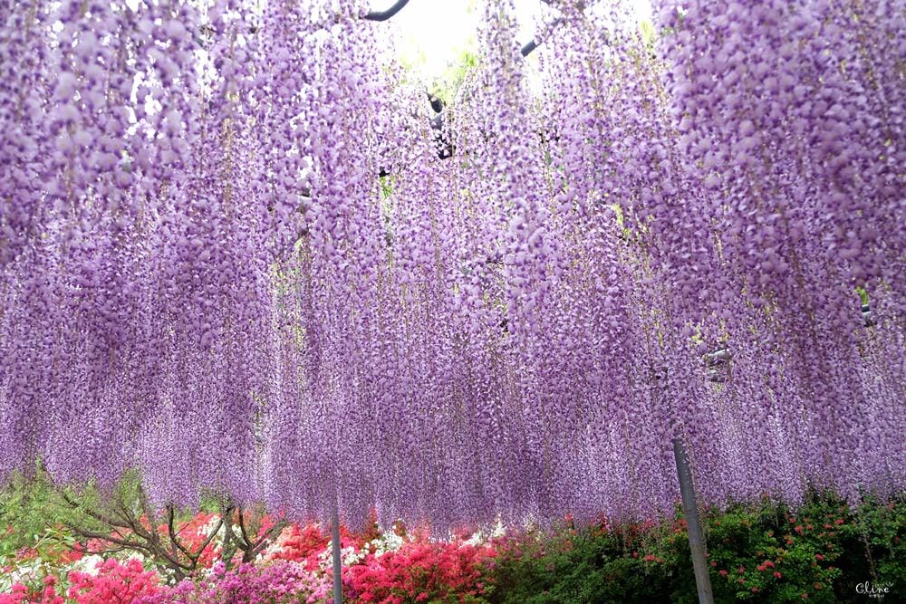 ▌東京賞花一日遊▌一次蒐集【足利公園紫藤花 x 日立海濱公園粉蝶花】此生必看一次夢幻景點