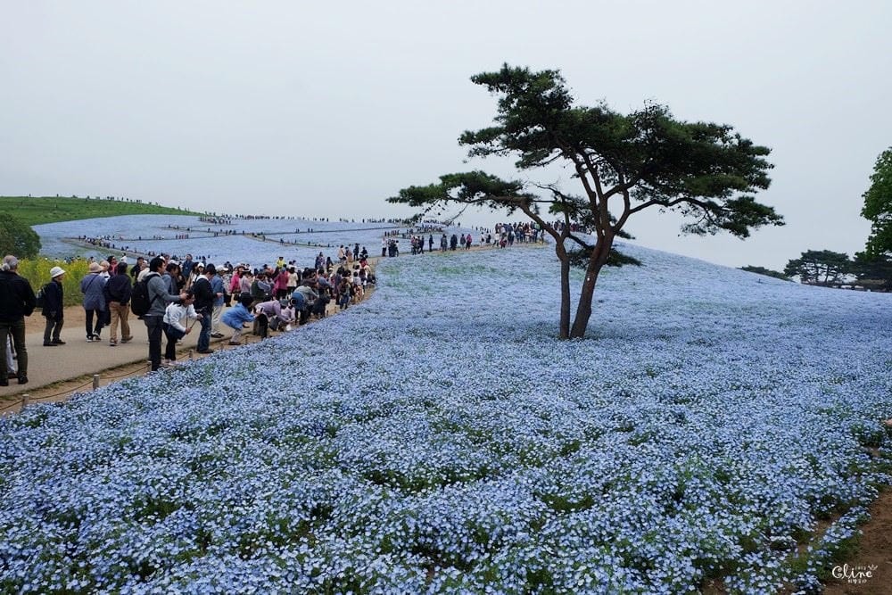 ▌東京賞花一日遊▌一次蒐集【足利公園紫藤花 x 日立海濱公園粉蝶花】此生必看一次夢幻景點