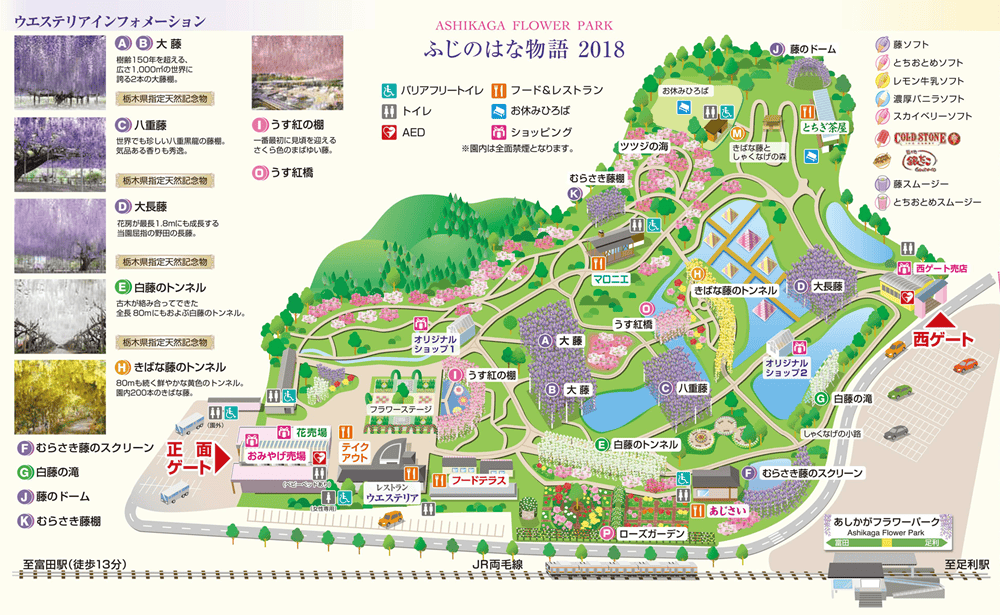 ▌東京賞花一日遊▌一次蒐集【足利公園紫藤花 x 日立海濱公園粉蝶花】此生必看一次夢幻景點