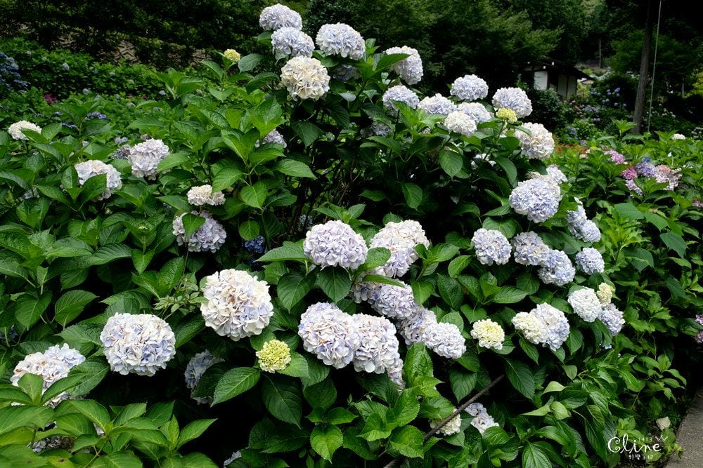 ▌京都自由行 ▌宇治半日遊散策(平等院、中村藤吉、三室戶寺繡球花) - 第62張圖 ▌京都自由行 ▌宇治半日遊散策(平等院、中村藤吉、三室戶寺繡球花)