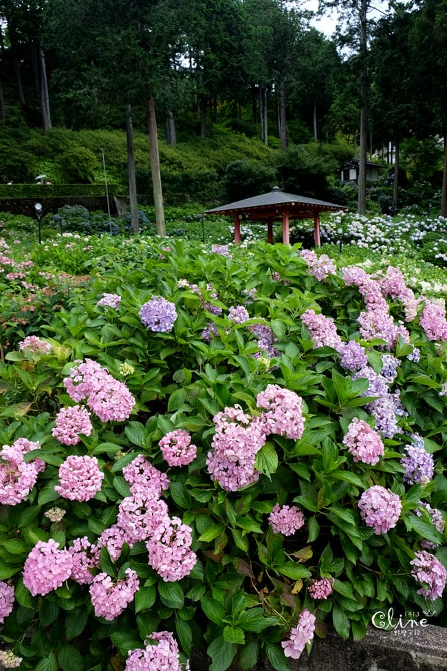 ▌京都自由行 ▌宇治半日遊散策(平等院、中村藤吉、三室戶寺繡球花) - 第65張圖 ▌京都自由行 ▌宇治半日遊散策(平等院、中村藤吉、三室戶寺繡球花)