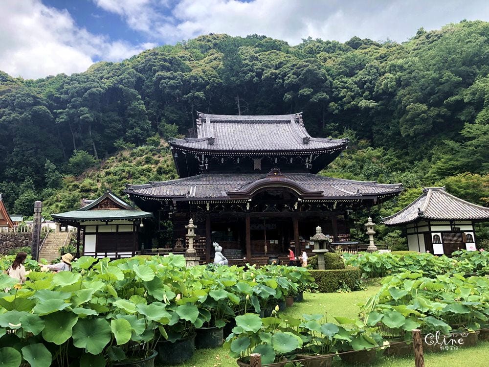 ▌京都自由行 ▌宇治半日遊散策(平等院、中村藤吉、三室戶寺繡球花) - 第53張圖 ▌京都自由行 ▌宇治半日遊散策(平等院、中村藤吉、三室戶寺繡球花)