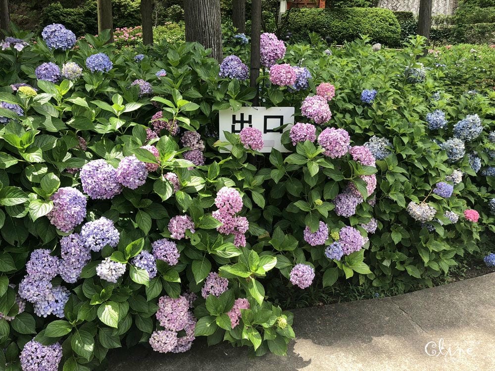 ▌京都自由行 ▌宇治半日遊散策(平等院、中村藤吉、三室戶寺繡球花) - 第63張圖 ▌京都自由行 ▌宇治半日遊散策(平等院、中村藤吉、三室戶寺繡球花)