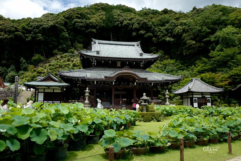 ▌京都自由行 ▌宇治半日遊散策(平等院、中村藤吉、三室戶寺繡球花) - 第68張圖 ▌京都自由行 ▌宇治半日遊散策(平等院、中村藤吉、三室戶寺繡球花)