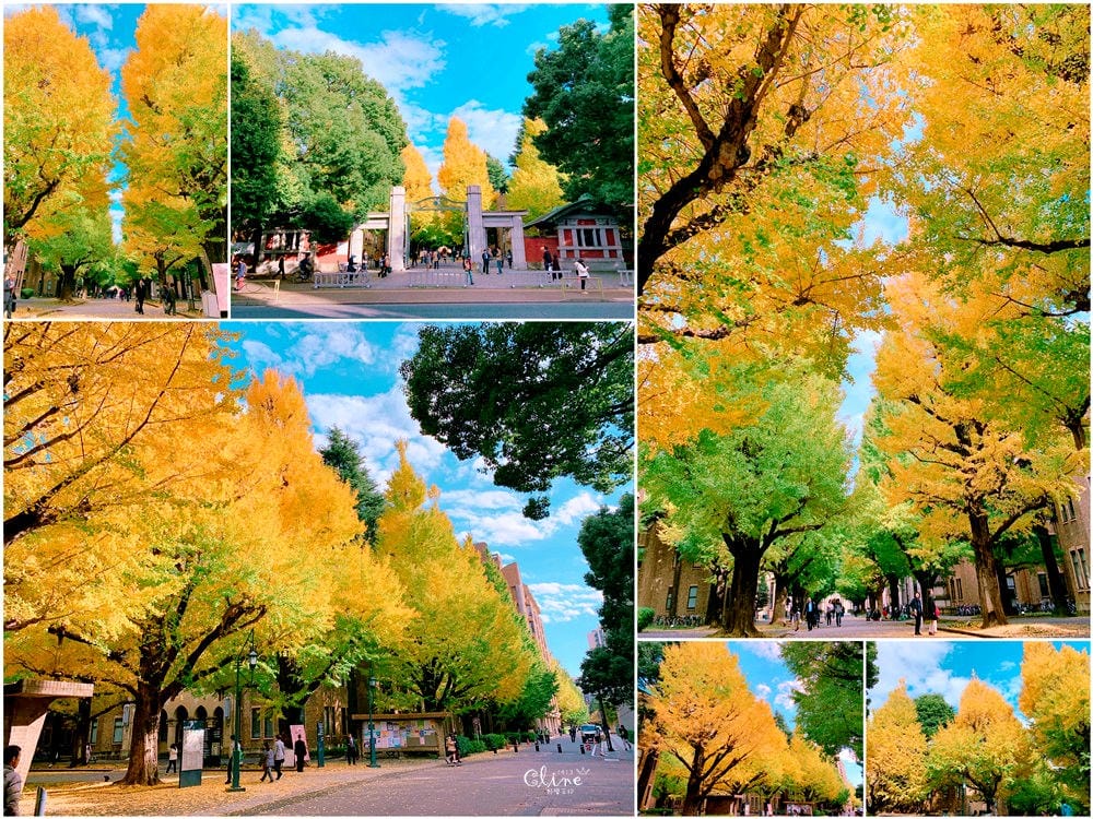 ▌2018東京博多自駕自由行▌從由布院、黑川溫泉玩到富士山河口湖、箱根。  賞楓自駕自由行！