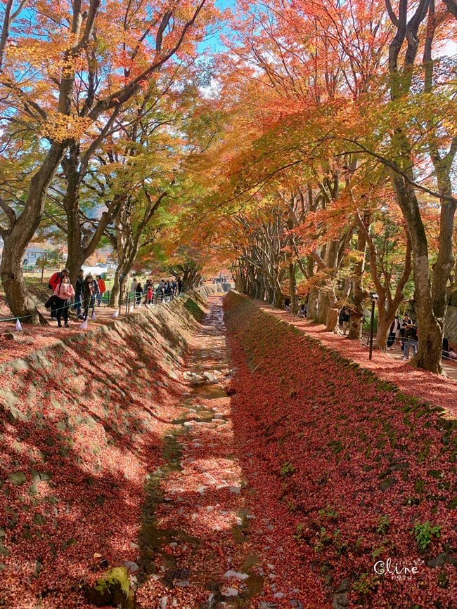 ▌河口湖景點▌楓葉迴廊～秋楓河口湖必來的景點之一