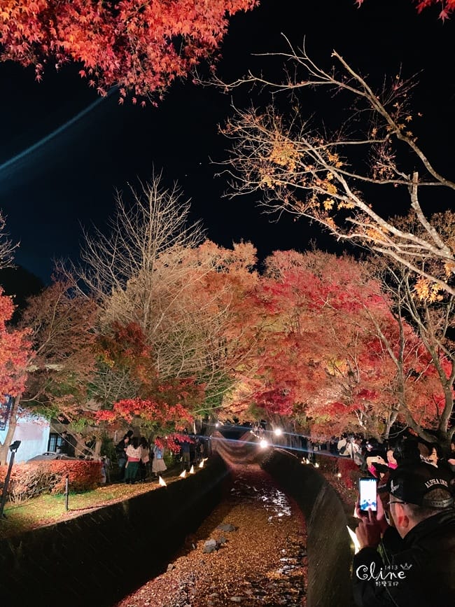 ▌河口湖景點▌楓葉迴廊～秋楓河口湖必來的景點之一