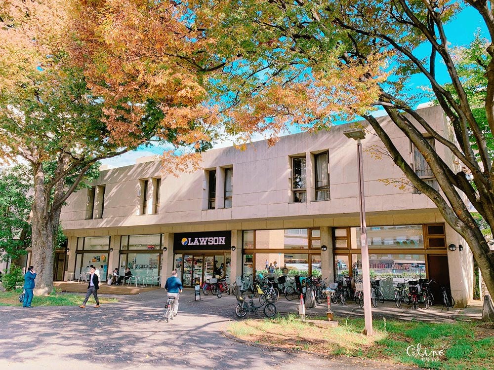 ▌東京大學銀杏▌ 超級無敵夢幻的銀杏併木群，彷彿走進金黃色的銀杏世界。安田講堂、赤門也是必訪的景點之一