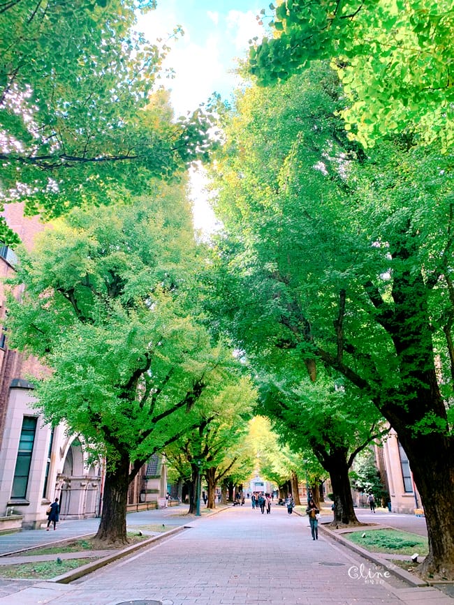 ▌東京大學銀杏▌ 超級無敵夢幻的銀杏併木群，彷彿走進金黃色的銀杏世界。安田講堂、赤門也是必訪的景點之一