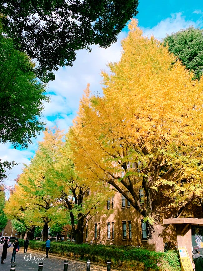 ▌東京大學銀杏▌ 超級無敵夢幻的銀杏併木群，彷彿走進金黃色的銀杏世界。安田講堂、赤門也是必訪的景點之一