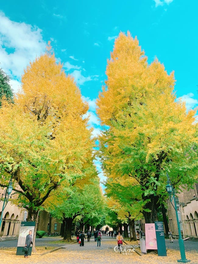 ▌東京大學銀杏▌ 超級無敵夢幻的銀杏併木群，彷彿走進金黃色的銀杏世界。安田講堂、赤門也是必訪的景點之一