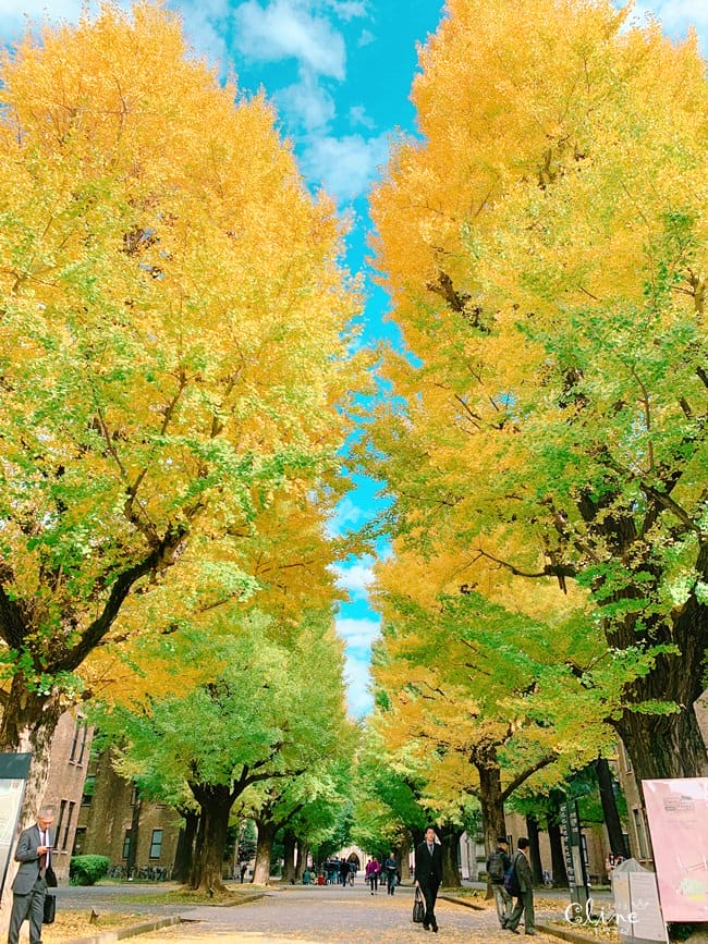 ▌東京大學銀杏▌ 超級無敵夢幻的銀杏併木群，彷彿走進金黃色的銀杏世界。安田講堂、赤門也是必訪的景點之一