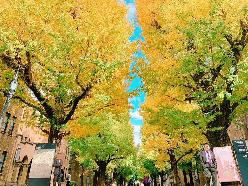 ▌東京大學銀杏▌ 超級無敵夢幻的銀杏併木群，彷彿走進金黃色的銀杏世界。安田講堂、赤門也是必訪的景點之一