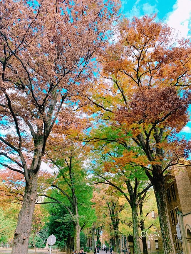 ▌東京大學銀杏▌ 超級無敵夢幻的銀杏併木群，彷彿走進金黃色的銀杏世界。安田講堂、赤門也是必訪的景點之一