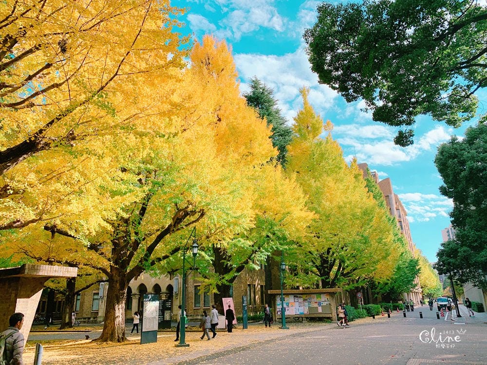 ▌東京大學銀杏▌ 超級無敵夢幻的銀杏併木群，彷彿走進金黃色的銀杏世界。安田講堂、赤門也是必訪的景點之一