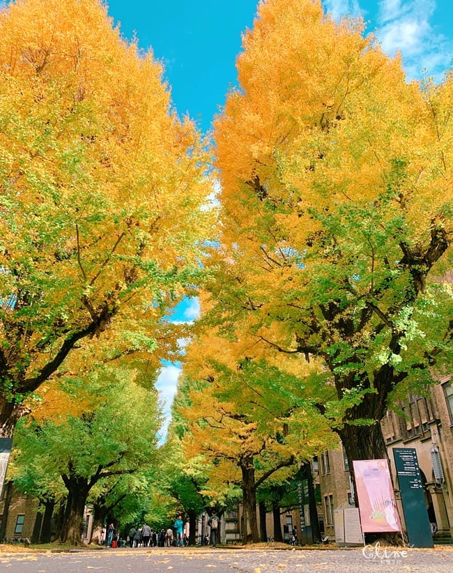 ▌東京大學銀杏▌ 超級無敵夢幻的銀杏併木群，彷彿走進金黃色的銀杏世界。安田講堂、赤門也是必訪的景點之一