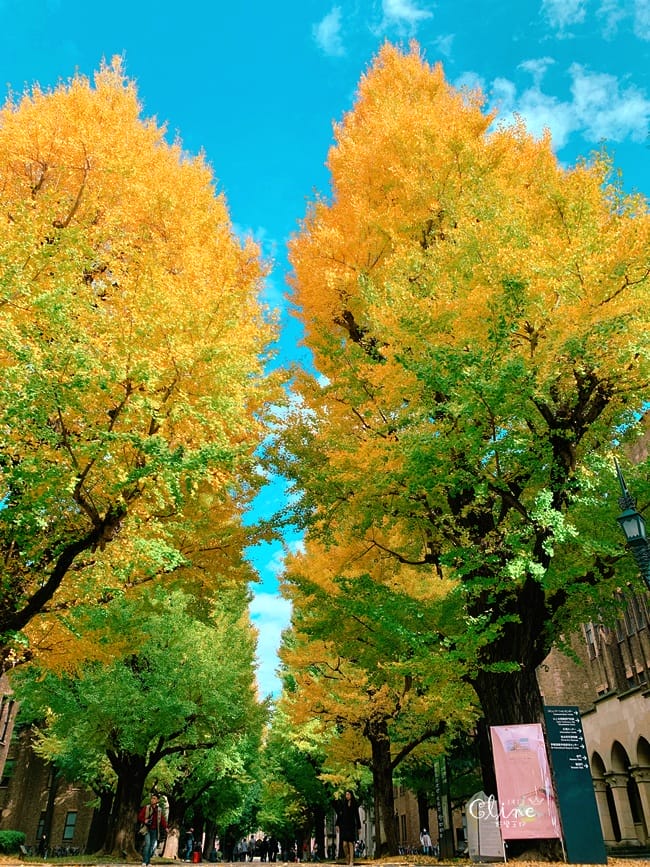 ▌東京大學銀杏▌ 超級無敵夢幻的銀杏併木群，彷彿走進金黃色的銀杏世界。安田講堂、赤門也是必訪的景點之一