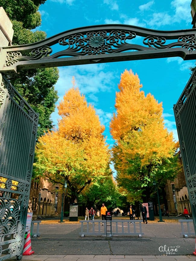 ▌東京大學銀杏▌ 超級無敵夢幻的銀杏併木群，彷彿走進金黃色的銀杏世界。安田講堂、赤門也是必訪的景點之一